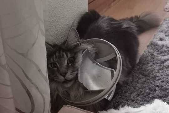 WhatsApp Bild 2025-05-05 um 09.28.23_2daa22fb