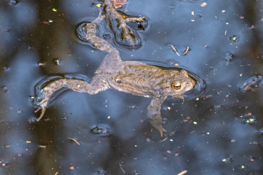 Amphibien_Hölzliwald_VMaurer_003