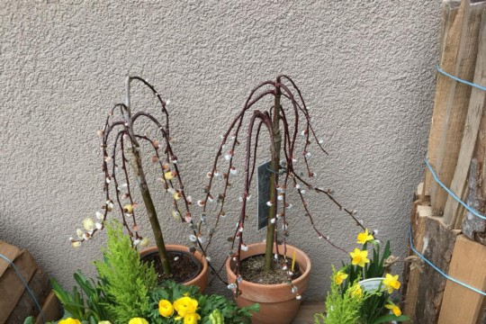 IMG-20190309-WA0006