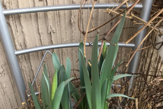 IMG-20190309-WA0029