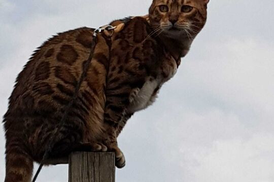 WhatsApp Bild 2025-05-05 um 08.13.24_0ef17ebe