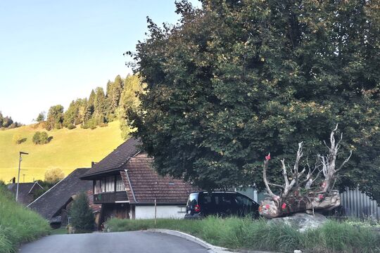 BAumstrunk im Bigenthal