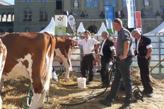 Melken auf dem Bundesplatz