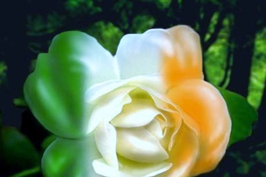26055847_1254743454626811_3958580202948816135_nirische Rose.jpg