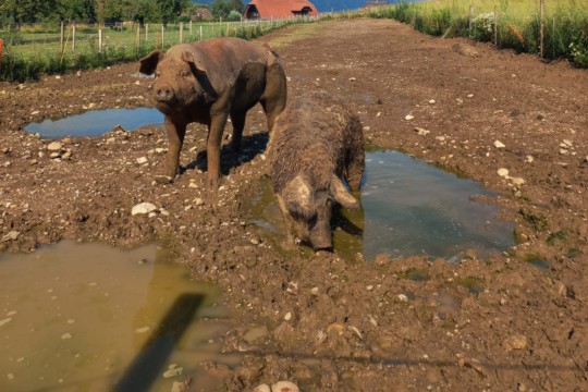 Weideschweine