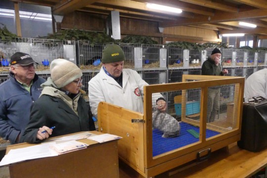 Stefan Röthlisberger aus Bleiken bewertete Kaninchen