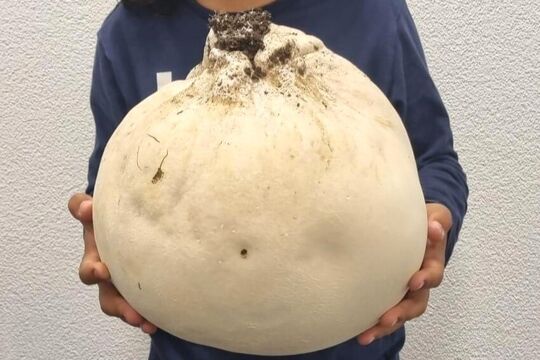 Riesenbowist Niederhuenigen