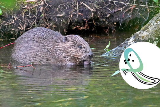 2025_08_22 Lebensraum Biber.png