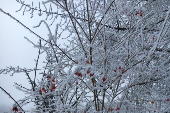 Bild Kalt und Grau: Frostige Bilder aus der Region
