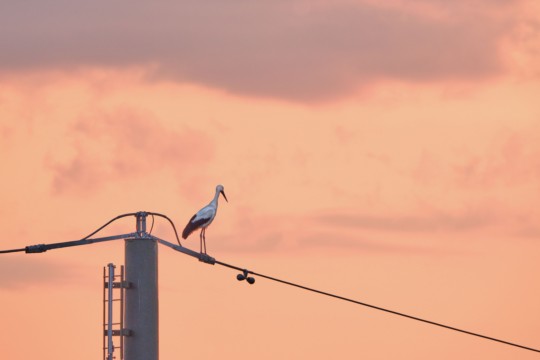 Storch