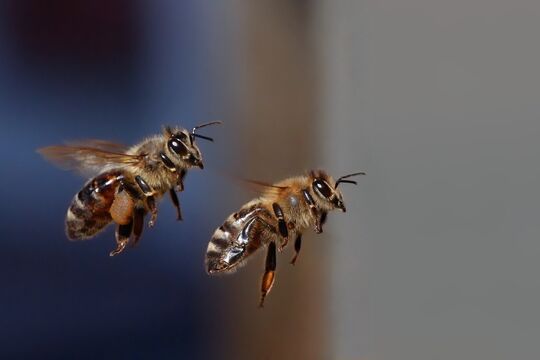 Bild-Bienen.jpg