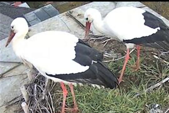 Storch Screenshot