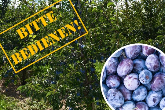 Zwetschgen Reto Schrch Bitte bedienen-High-Quality