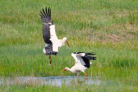storch