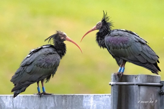 Waldrapp---für-bern-ost-c-karl-moser (3)