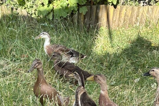 IMG_2705.jpeg