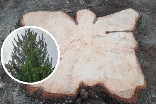 Statt Fichte jetzt ein Schmetterling