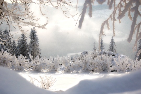 winter-2704214.jpg