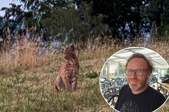 Bild Luchs auf Wanderschaft gesichtet