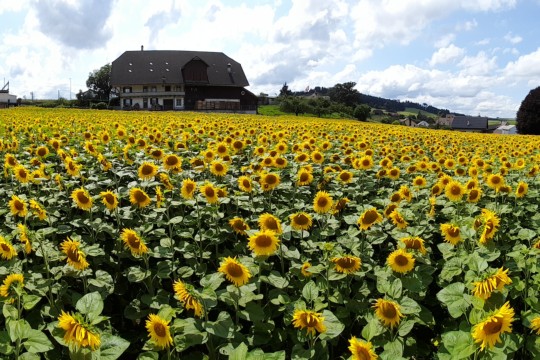 20240724_Sonnenblumen_Dättlig_1