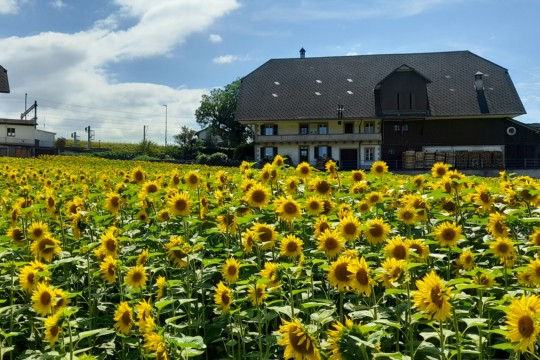 20240724_Sonnenblumen_Dättlig_2
