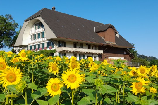 20240724_Sonnenblumen_Dättlig_4