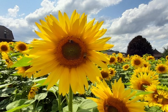 20240724_Sonnenblumen_Dättlig_5
