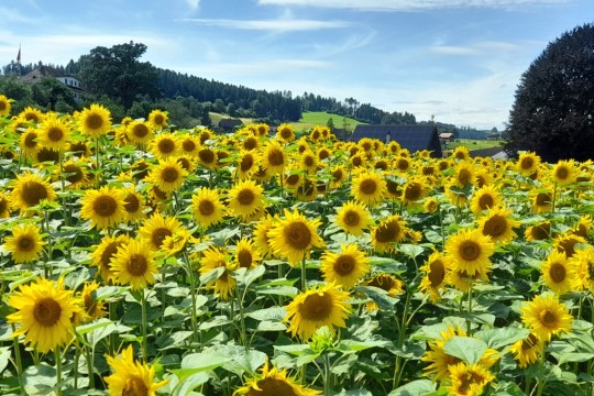 20240724_Sonnenblumen_Dättlig_6
