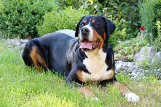 Sennenhund Bond