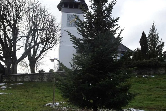 baum5