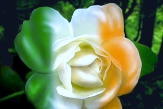 26055847_1254743454626811_3958580202948816135_nirische Rose.jpg