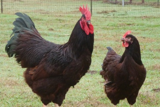 Rhodeländer Zwerge Hahn und Henne