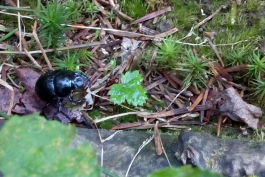 Bild mit Käfer.jpg