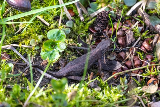 Amphibien_Hölzliwald_VMaurer_001