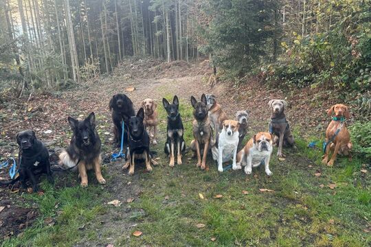 Jelia Jeremias Hundemix quer