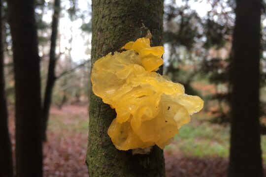 IMG_3694 (2021_05_18 18_28_55 UTC).jpg