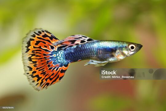 istockphoto-1057678494-2048x2048.jpg