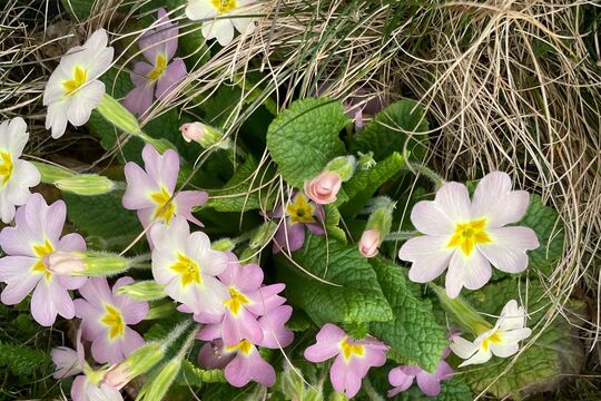 WhatsApp Bild 2025-04-01 um 10.13.42_36cc2e52