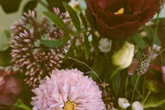 blume.jpg