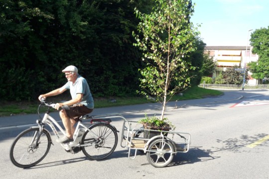 Bistro Rubigen Baumtransport
