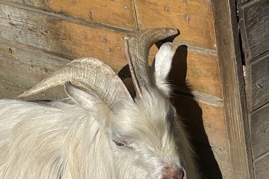 IMG_1381.jpeg
