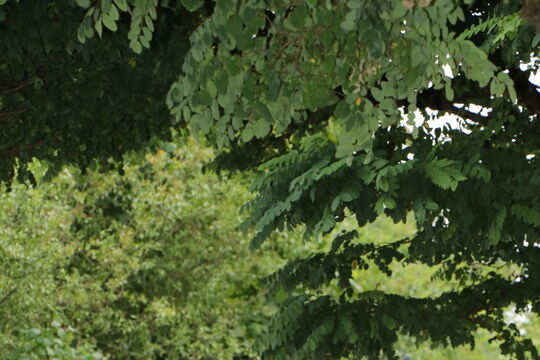 Bundesfeier_Biglen_Tief_1