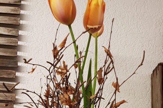 IMG-20190223-WA0011