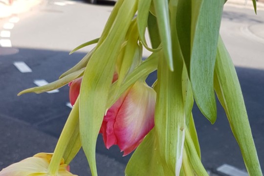 IMG-20190223-WA0020