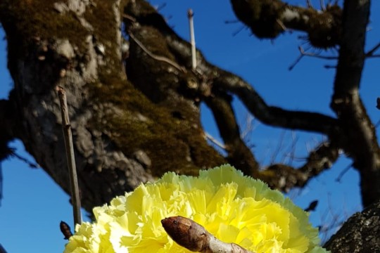 IMG-20190223-WA0061