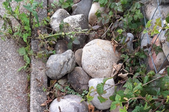 bollen1.jpg