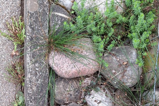 bollen2.jpg