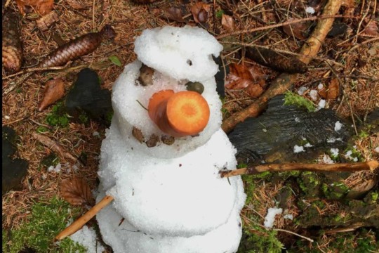 wald_4.jpg