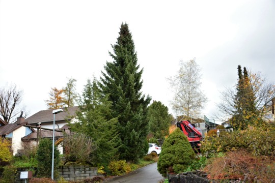 Baum Mün1