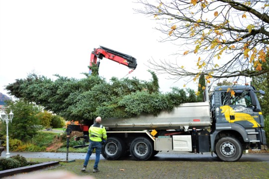 Baum verladen